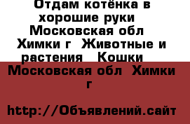 Отдам котёнка в хорошие руки - Московская обл., Химки г. Животные и растения » Кошки   . Московская обл.,Химки г.